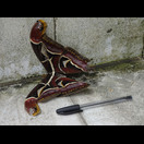 Ein sehr großer Schmetterling auf der Treppe des laotischen Grenzpostens